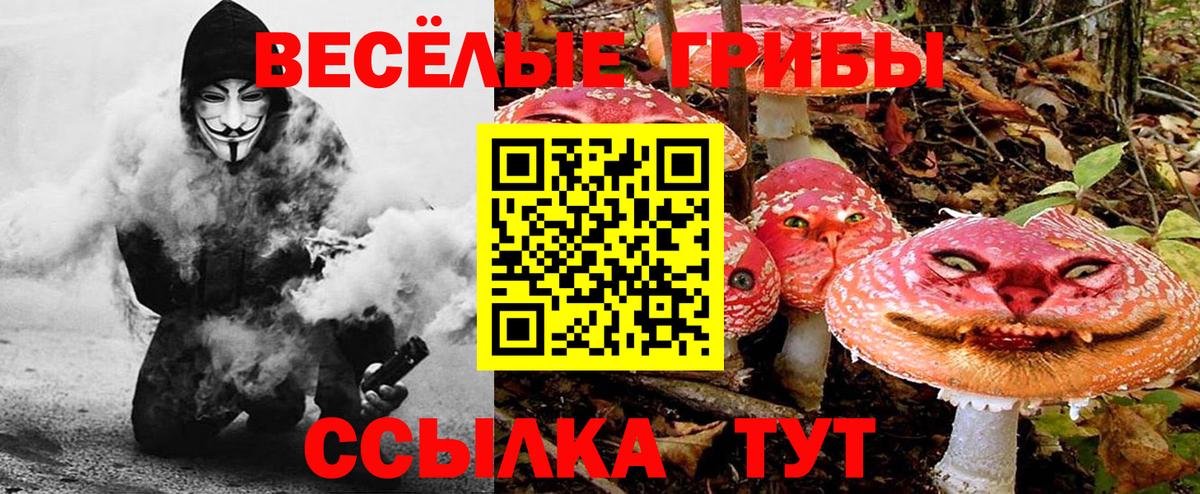 Сальск  Галлюциногенные грибы Cubensis  Вход с VPN 